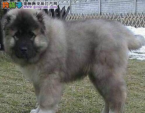 高加索犬眼泪很臭如何处理这个问题