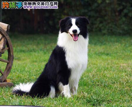 帮助边境牧羊犬快速改正不良习惯成为乖巧宝贝