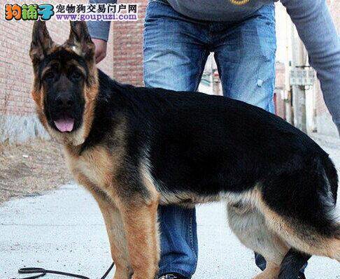 选购德国牧羊犬之前要了解它的父母背景