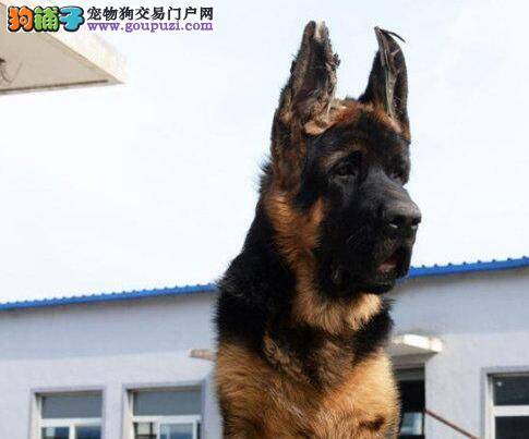 德国牧羊犬发烧，有点厌食，麻烦指点一下