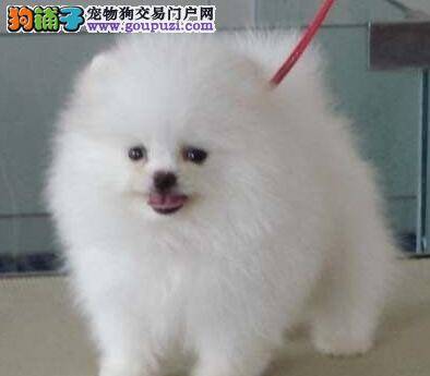 教你正确选择和购买博美犬的具体方法