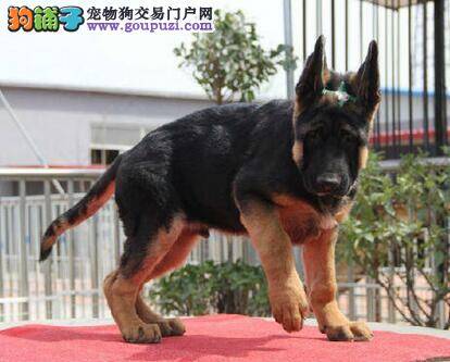 德国牧羊犬前右腿瘸了应该怎么办