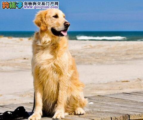 温暖阳光的撒娇犬 金毛犬