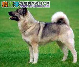 健康的特征 选购秋田犬如何对它的体格进行检查