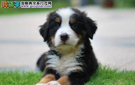 家庭饲养伯恩山犬需要做好哪些准备