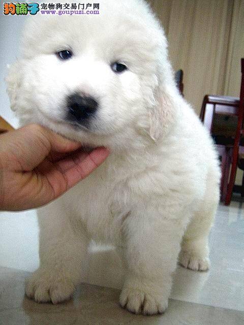 三点让你的大白熊犬远离肥胖