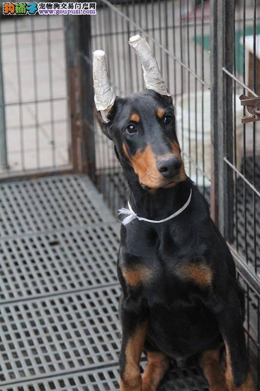 怎样挑选优秀的杜宾犬