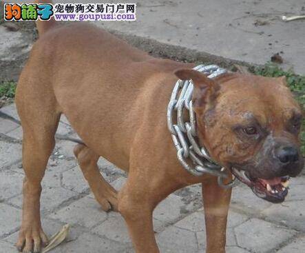 居家常见问题 比特犬出现意外事故如何是好