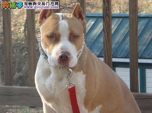 喂食量的标准 如何给比特犬定准喂食量