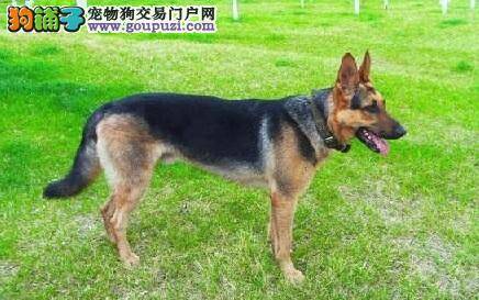 昆明犬干咳怎么办 如何治疗昆明犬咳嗽