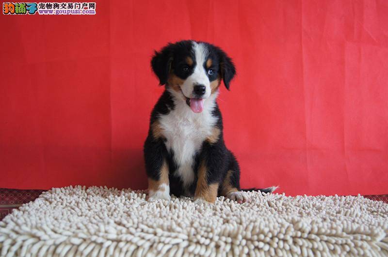 九个月的伯恩山犬吃什么狗粮好