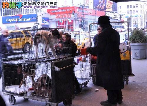 专门迎接狗狗的酒店，各种犬类服务应有尽有