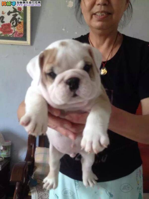 选购斗牛犬应该了解它的基本特征