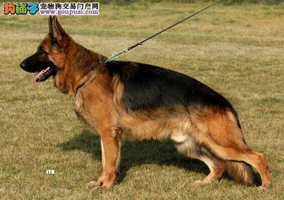 灵犬嗅觉本领高 德国牧羊犬是如何依靠嗅觉判断食物的