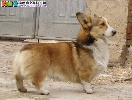 冬季购买柯基犬须注意三大要点