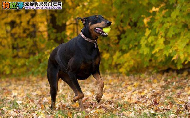 老年杜宾犬的表现症状 老年杜宾犬健康问题