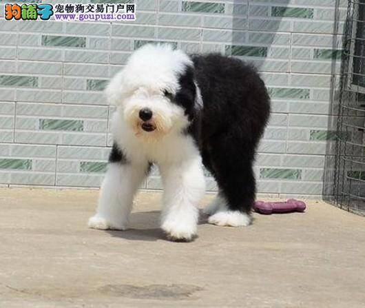 古代牧羊犬最近一直打喷嚏，乱咬生病了吗