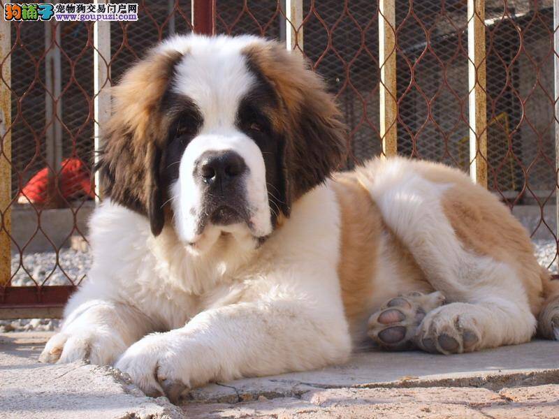 怎样买到让自己满意的圣伯纳犬