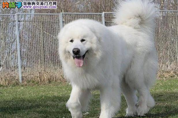 怎样让大白熊犬养成很好的进食习惯