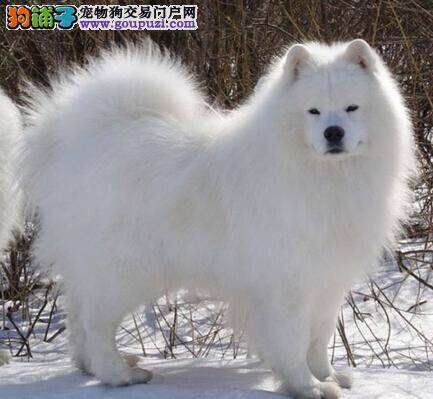 莫忽视疫苗 饲养萨摩耶应重点做好的工作