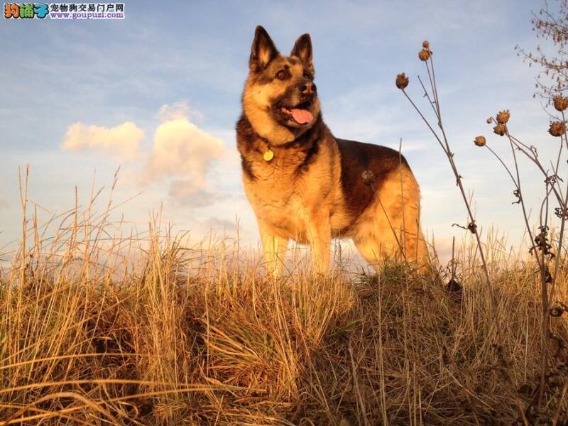 如何彻底消灭德国牧羊犬身上的螨虫皮肤病