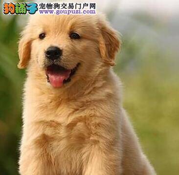购买纯种金毛犬要遵守的原则