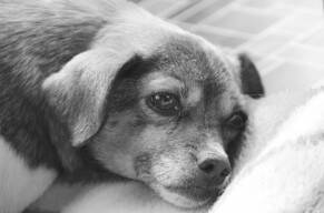 河南导盲犬基地面向公众招募导盲犬寄养志愿者