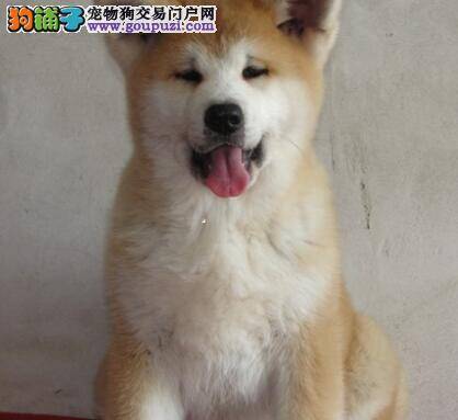 秋田犬最近有点发烧，应如何帮助它退烧
