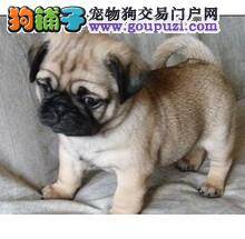 巴哥犬犬瘟热后期抽搐吃什么药治疗