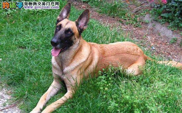 马犬拉肚子别着急 细心照顾好得快
