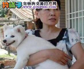 宠物狗献殷勤相互嬉闹，引得两主人大为不悦