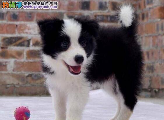 边境牧羊犬剃毛后身上出现很多小红点是什么东西