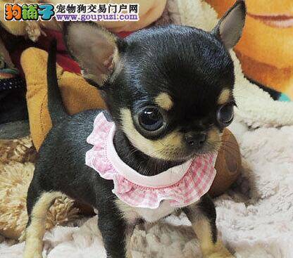 五个月的吉娃娃不爱吃东西怎么办