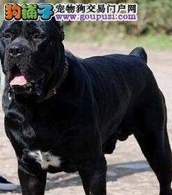 玩并学习着 巧用飞盘提高卡斯罗犬的自身素质