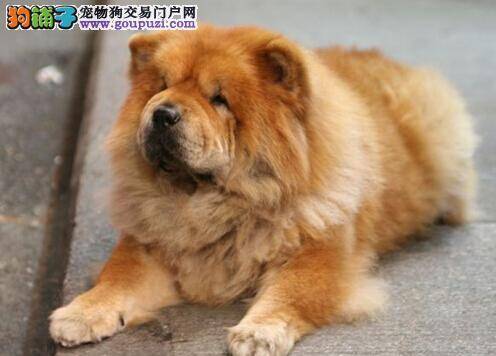 优良松狮犬的入选标准与失格条件