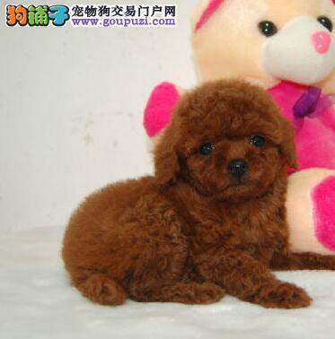 看泰迪犬品相，购买更放心