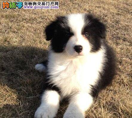 边境牧羊犬口吐黄疸应该如何医治