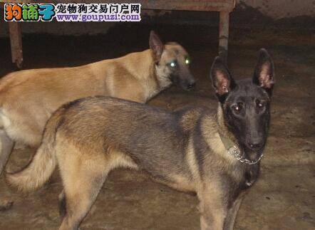 宠物医生告诉你怎样诊断和防治马犬患上牙周炎