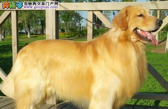 金毛犬饭后突然吐了是怎么了