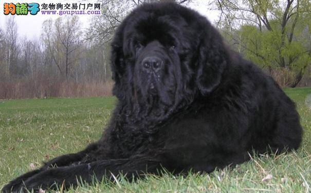 纽芬兰犬掉毛怎么办 先从纽芬兰犬掉毛原因入手