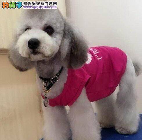 贵宾犬吃多少狗粮能够保证身体健康