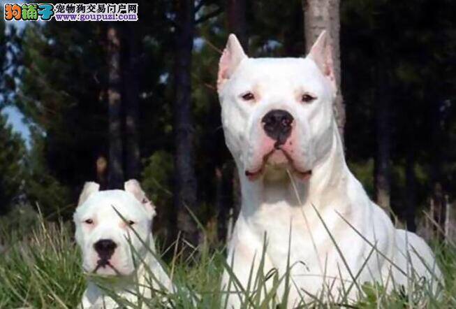 狗狗饮食篇 如何挑选杜高犬的狗粮