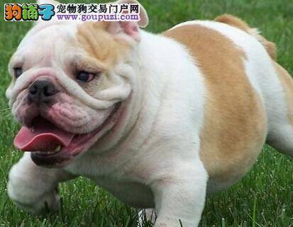 专家支招 四个步骤科学护理哺乳期的斗牛犬