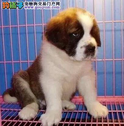圣伯纳犬的选购方法