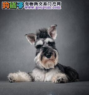 介绍四种自制雪纳瑞狗粮的配方