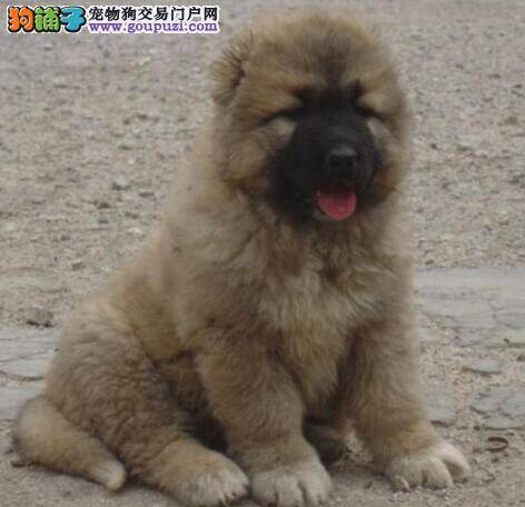 总结狗狗患病症状 掌握高加索犬发烧时的处理方法