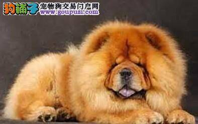 挑选松狮犬前主人们要做好哪些功课