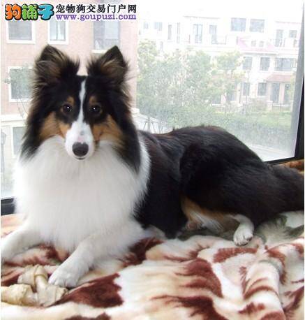 喜乐蒂犬患上犬瘟好几天了如何治愈它