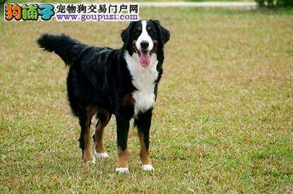 生活小现象 伯恩山犬总抓门应该如何是好