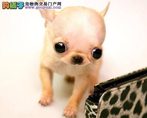 怎样挑选标准的吉娃娃幼犬